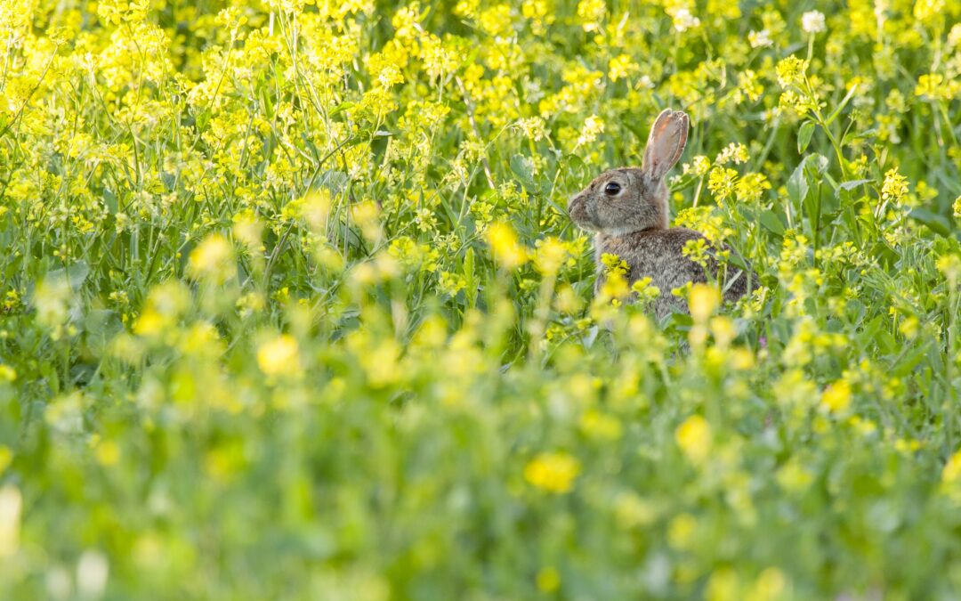Paasvakantie in Winterberg – tijd voor het gezin tussen natuur, tradities en frisse berglucht